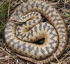 Adder