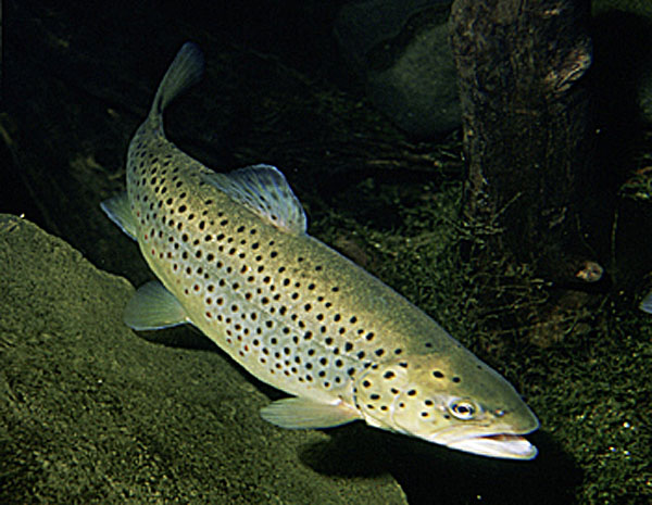 Trout