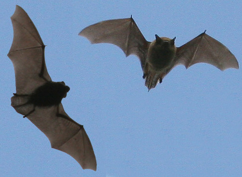 Bats