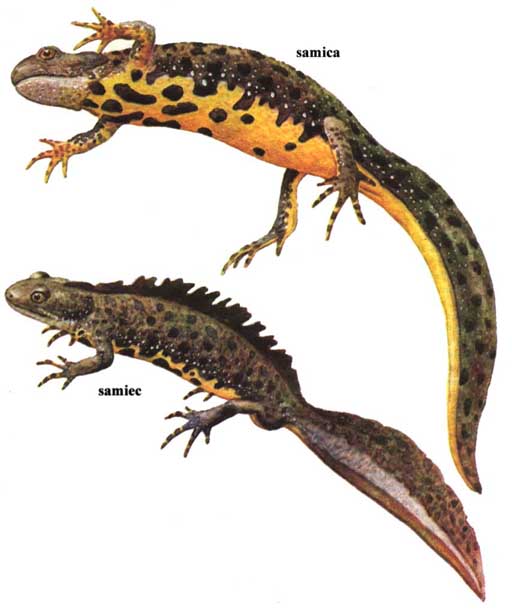 Newt